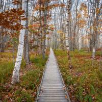wooden path in the woods